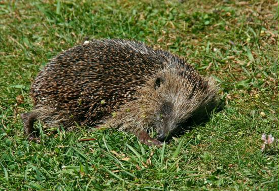 Hedgehog <i>Erinaceus europaeus</i>